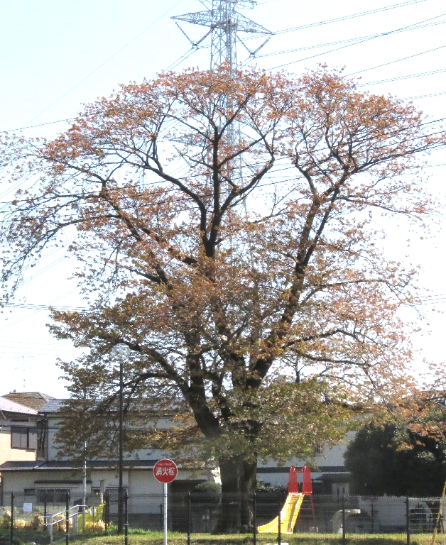 Yama-zakura